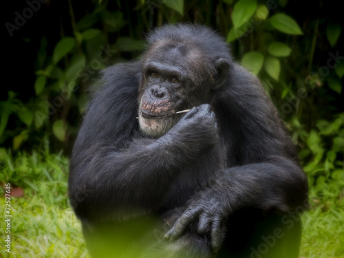 Common Chimpanzee © Kjersti