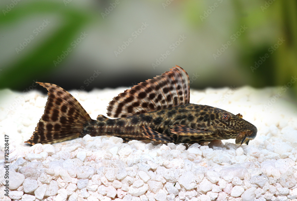 Pleco Catfish Hypostomus Plecostomus aquarium fish Stock Photo | Adobe Stock