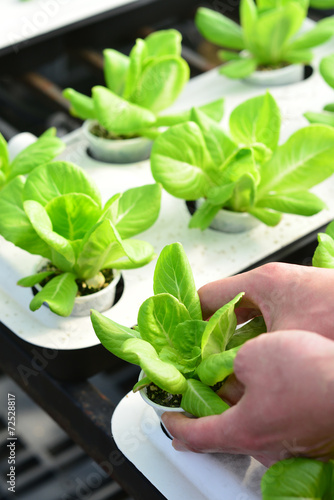 hand harvesting lettuce farm indoor