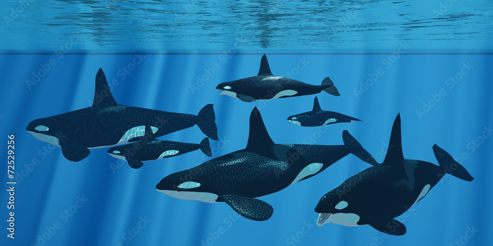 Obraz premium Killer Whale Family