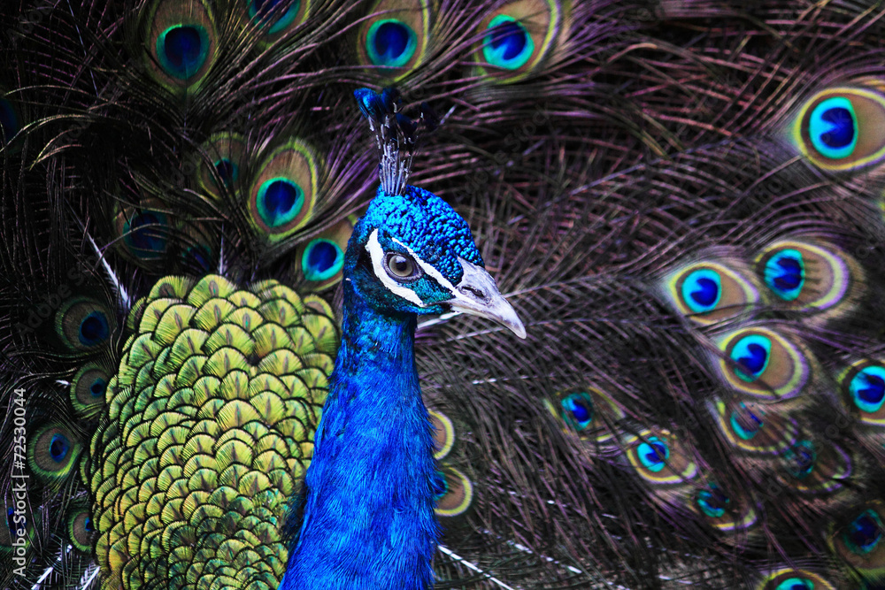 Fototapeta premium Textures and colors of the peacock