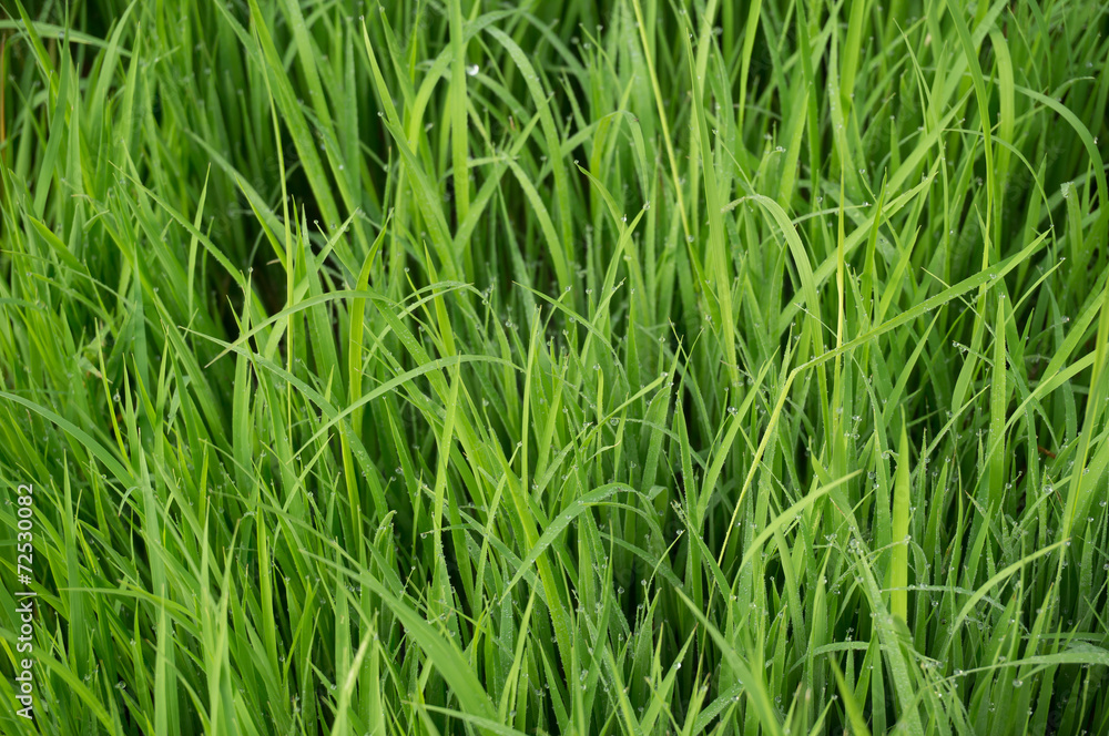 rice rice