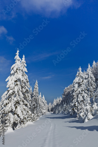 forest with pines in winter