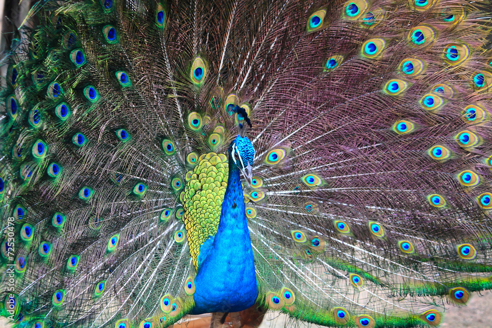 Obraz premium Textures and colors of the peacock