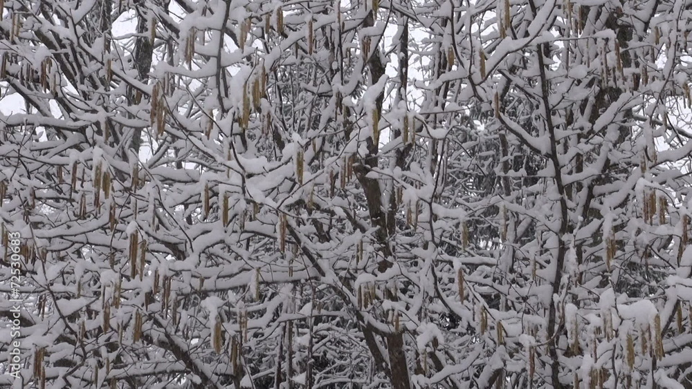 Heavy snow falling in forest in winter time Heavy snow falling in forest in winter time