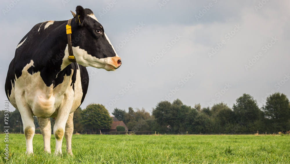 Dutch black and white cow in a meadow