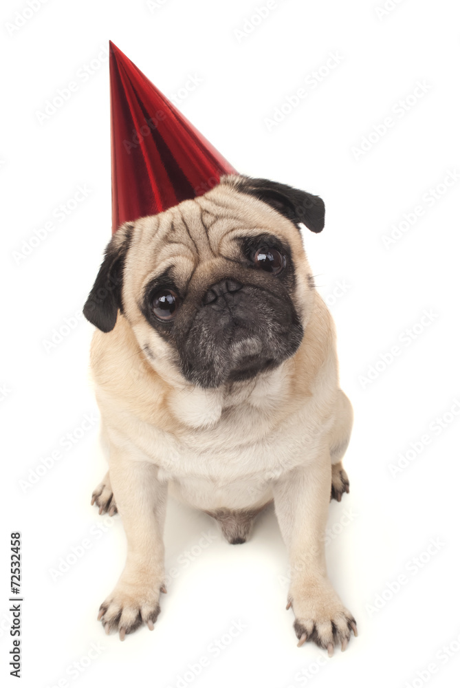 emotional pug in a festive hat