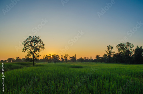 Rice fields in the morning
