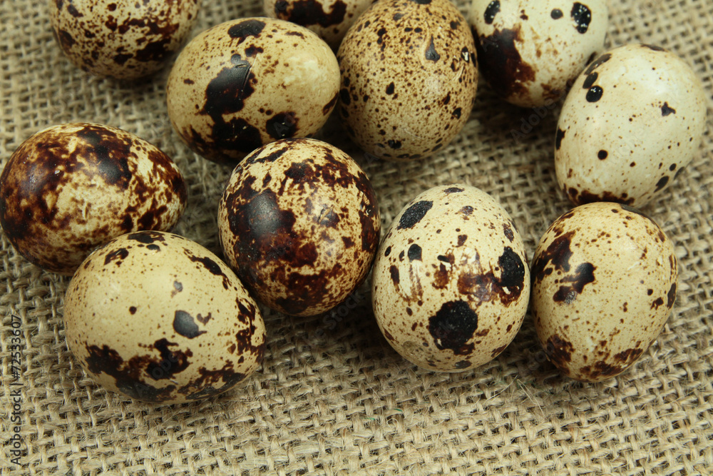 oeufs de caille oeufs de caille