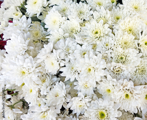 white flowers © rufar