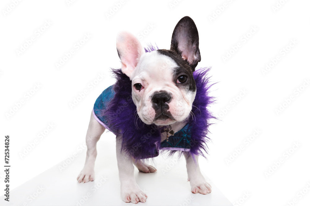 pimp looking dressed french bulldog puppy standing