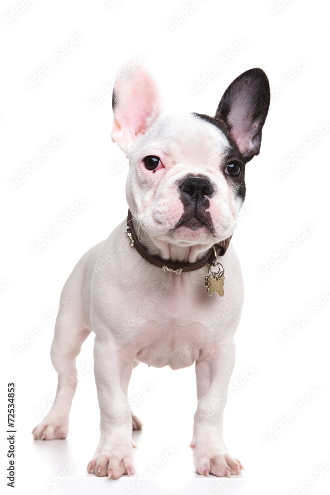 little french bulldog puppy standing with ears up