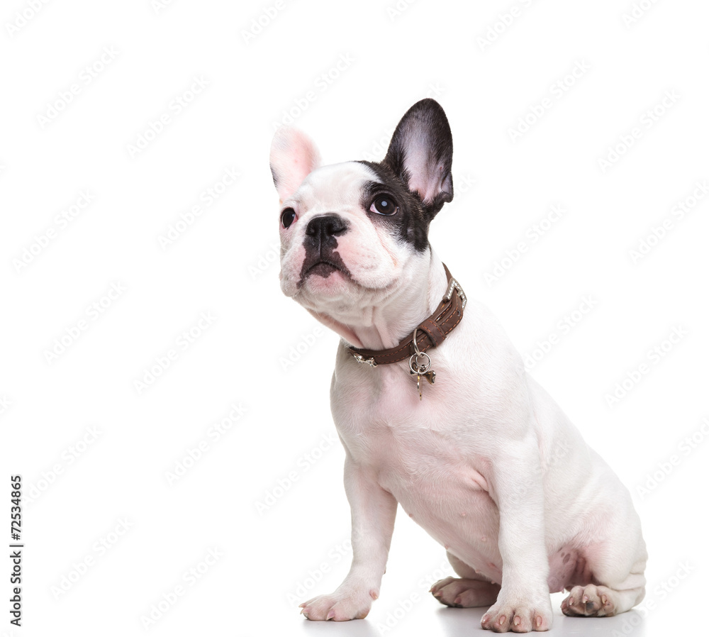 side of little french bulldog puppy sitting and looking up side of little french bulldog puppy sitting and looking up