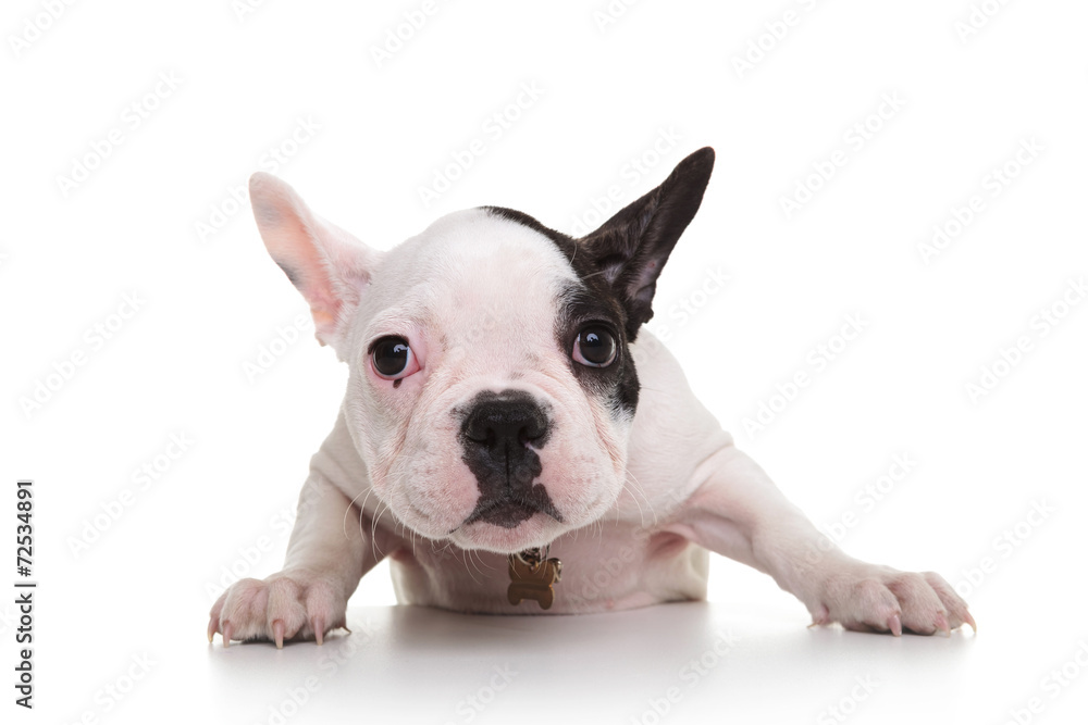 shy and sad french bulldog puppy