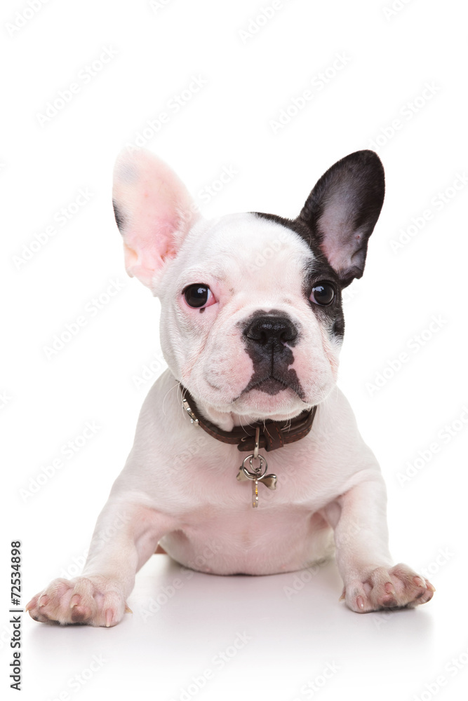 baby french bulldog puppy standing on its front paws