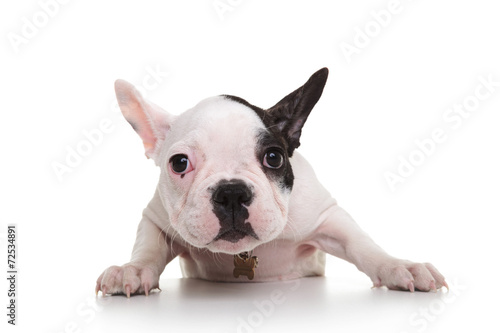 Fototapeta Naklejka Na Ścianę i Meble -  shy and sad french bulldog puppy