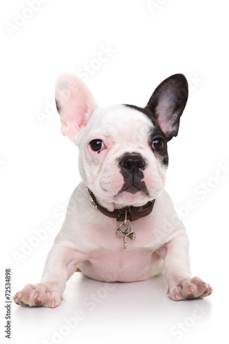 Fototapeta Naklejka Na Ścianę i Meble -  baby french bulldog puppy standing on its front paws