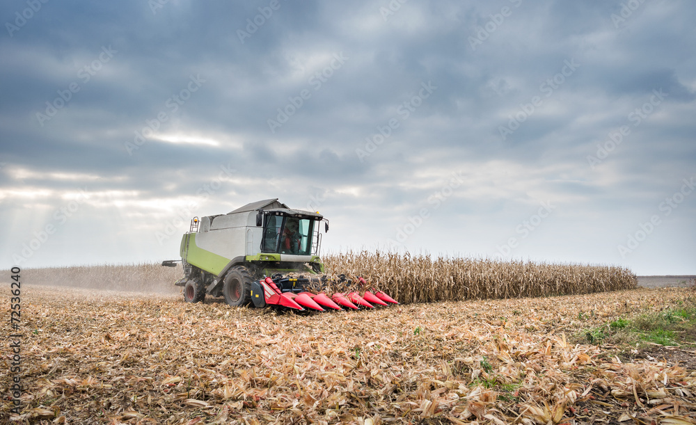 Harvesting of corn Harvesting of corn