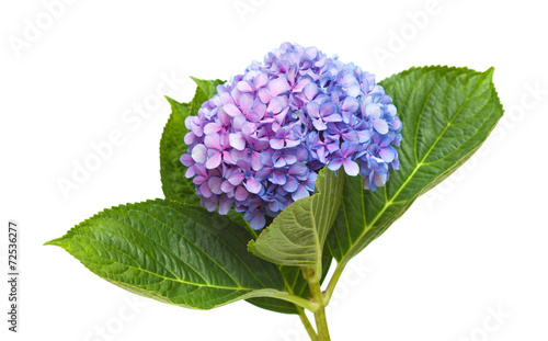 Fototapeta Naklejka Na Ścianę i Meble -  lilac-blue hydrangea isolated on white