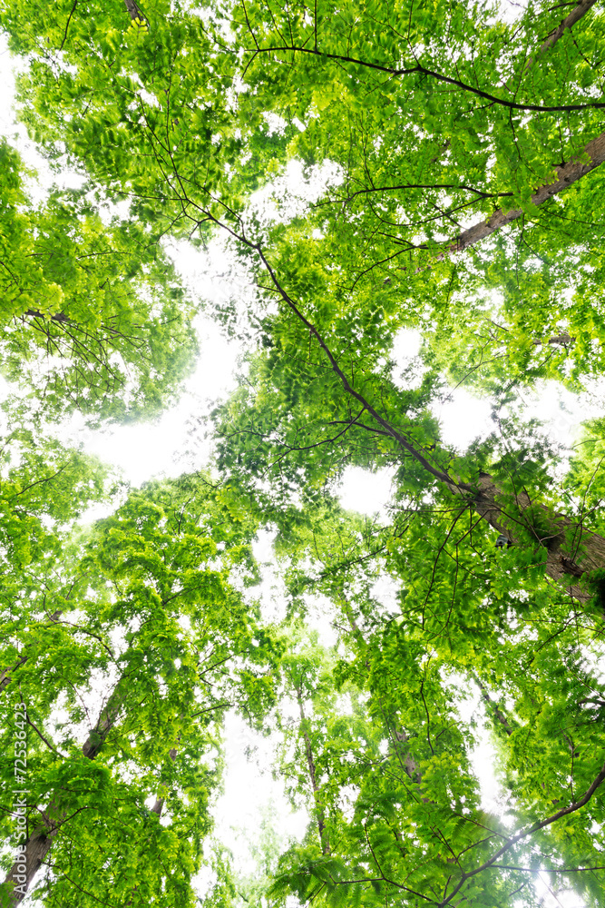 treetops treetops