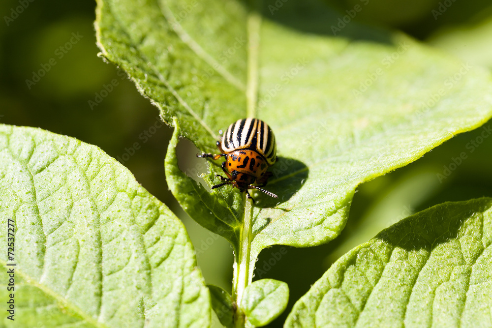 the Colorado beetle sitting on a green leaf of potatoes the Colorado beetle sitting on a green leaf of potatoes