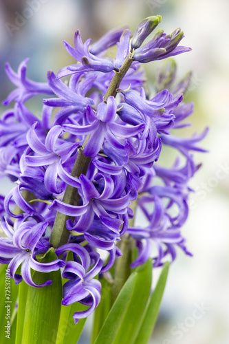 blooming hyacinth flowers (hyacinthus) photo