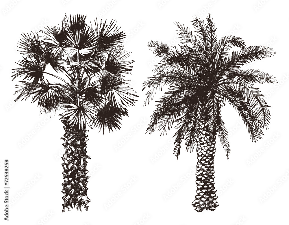 Obraz premium hand drawn palm trees