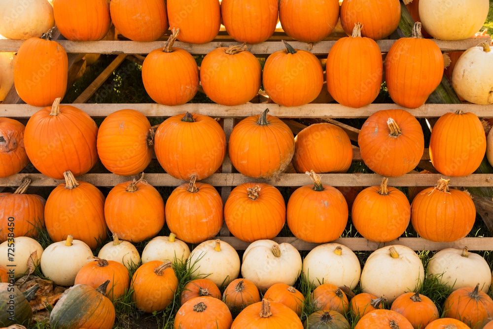 Closeup on rows of pumpkins