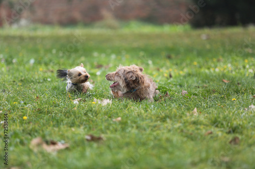 Two Dogs Playing in the Grass
