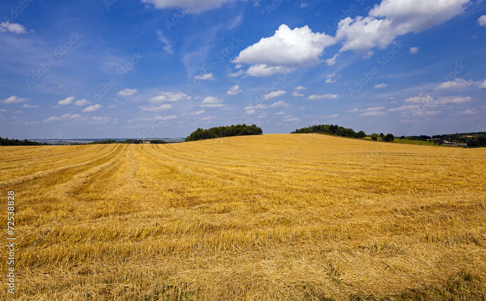 an agricultural field on which there passed the harvest company of wheat an agricultural field on which there passed the harvest company of wheat