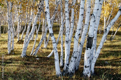 Beautiful poplar populus forest in China