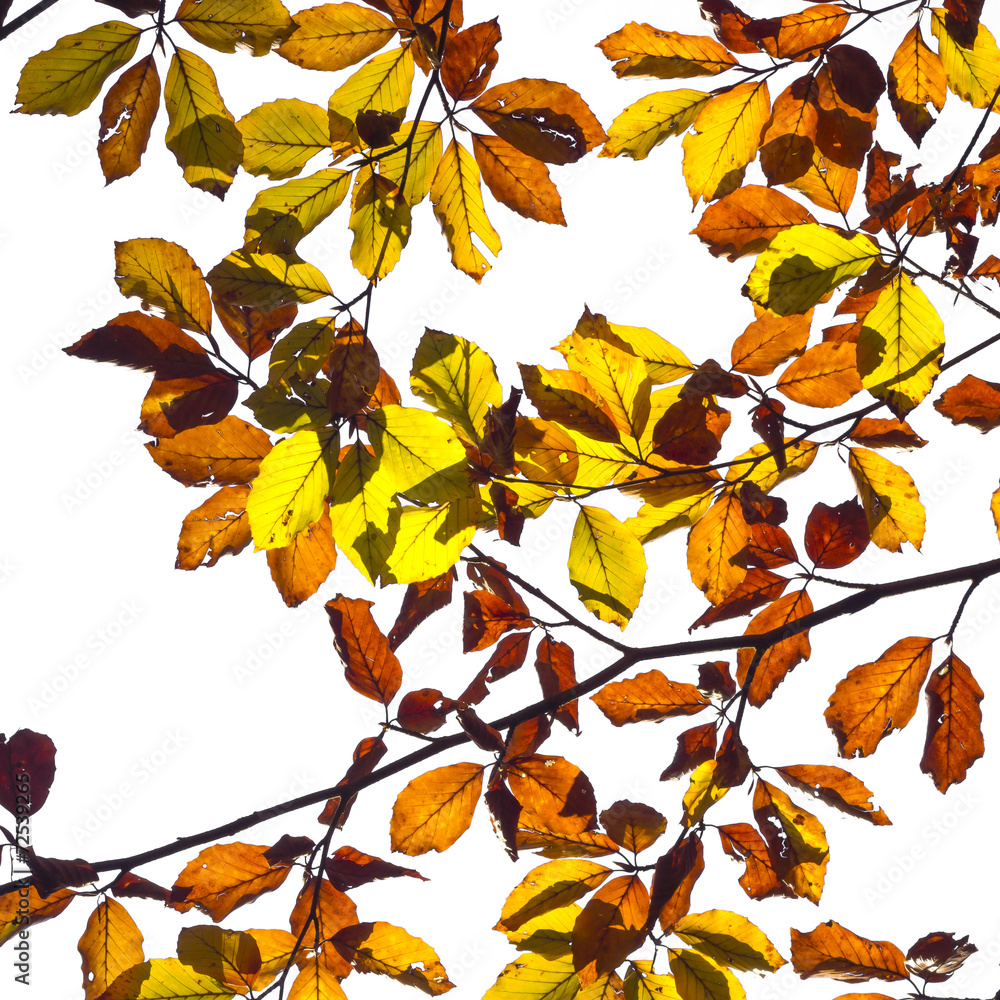 isolated autumn leaves on a branch with the background isolated autumn leaves on a branch with the background