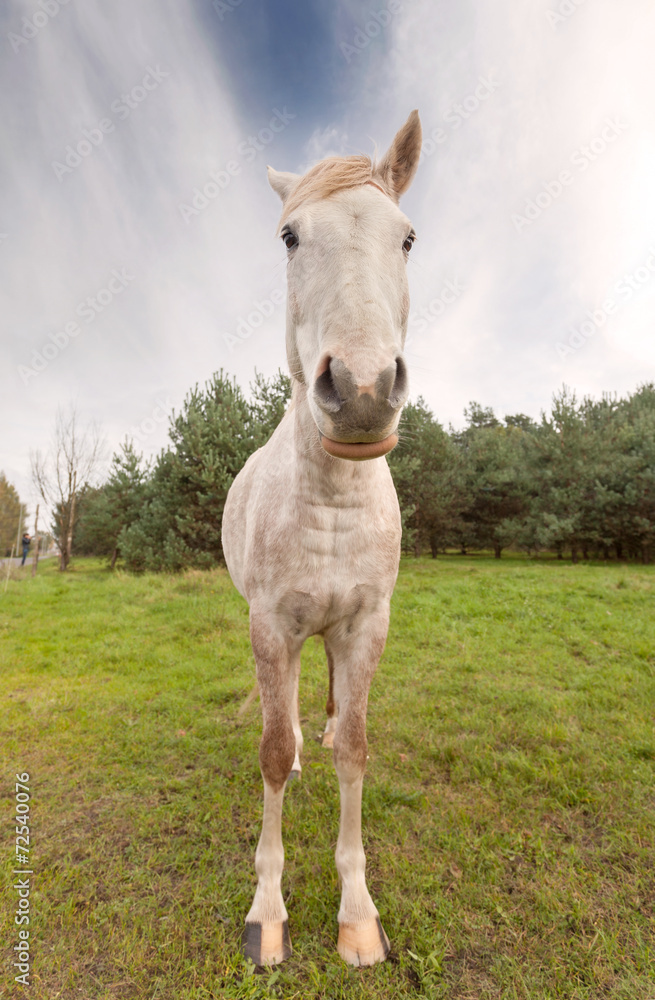 Wide angle picture of a horse.