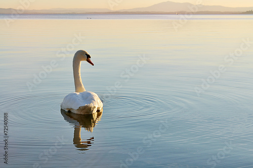 Cigno solitario sul lago al tramonto