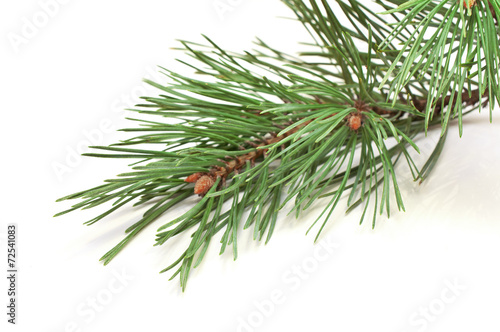 spruce branches
