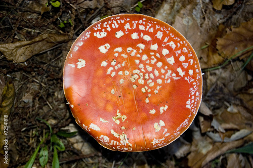 Amanita muscaria