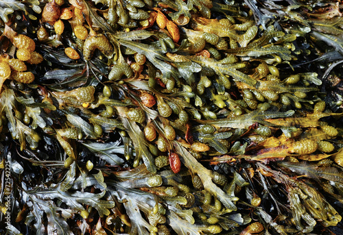 Laminaria at sea shore in low-tide