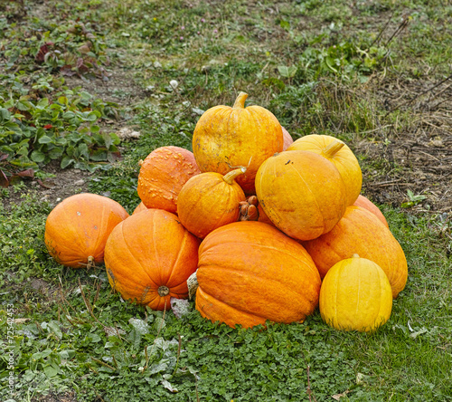 фотографія crop of yellow pumpkins at the field