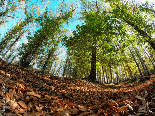 Castagneto in autunno photo