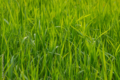 Fresh green grass as background. Selective focus.