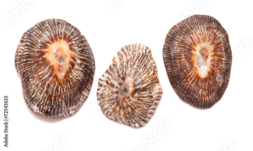 limpet shells isolated on white photo