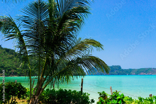 Palms Overhanging Idyllic Coast