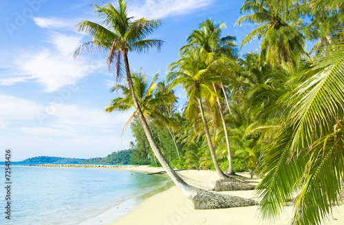 Idyllic Island Palm Panorama