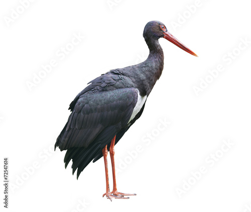 Black stork isolated on white background