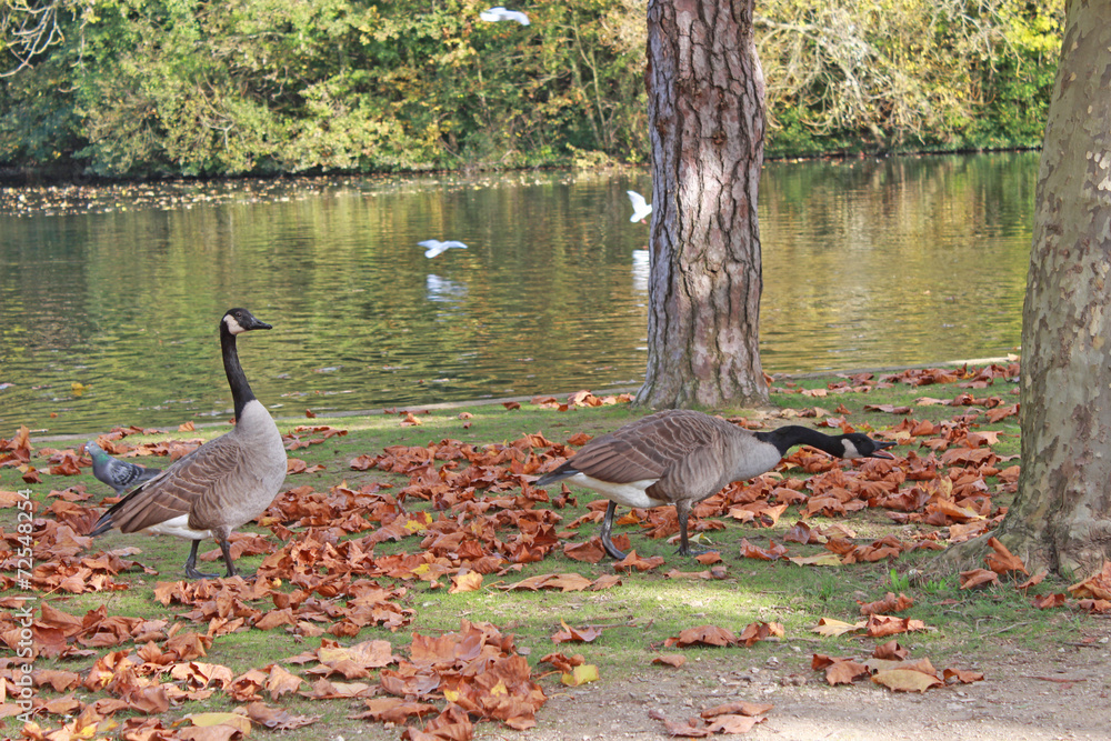 Fototapeta premium Bois de Vincennes