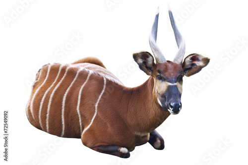 The Bongo antelope on a white background photo