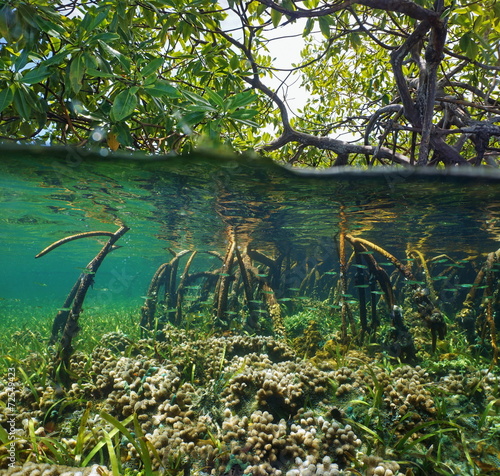 Over and under water surface in the mangrove