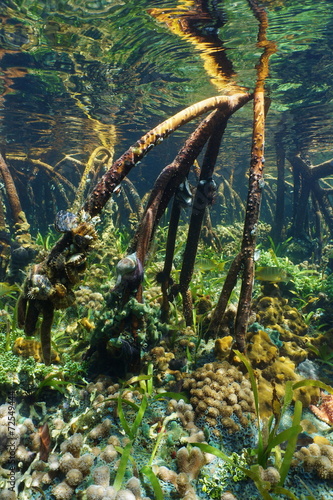 Tree roots of mangrove underwater with marine life