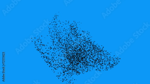 Flock of birds in a large swarm (HD)