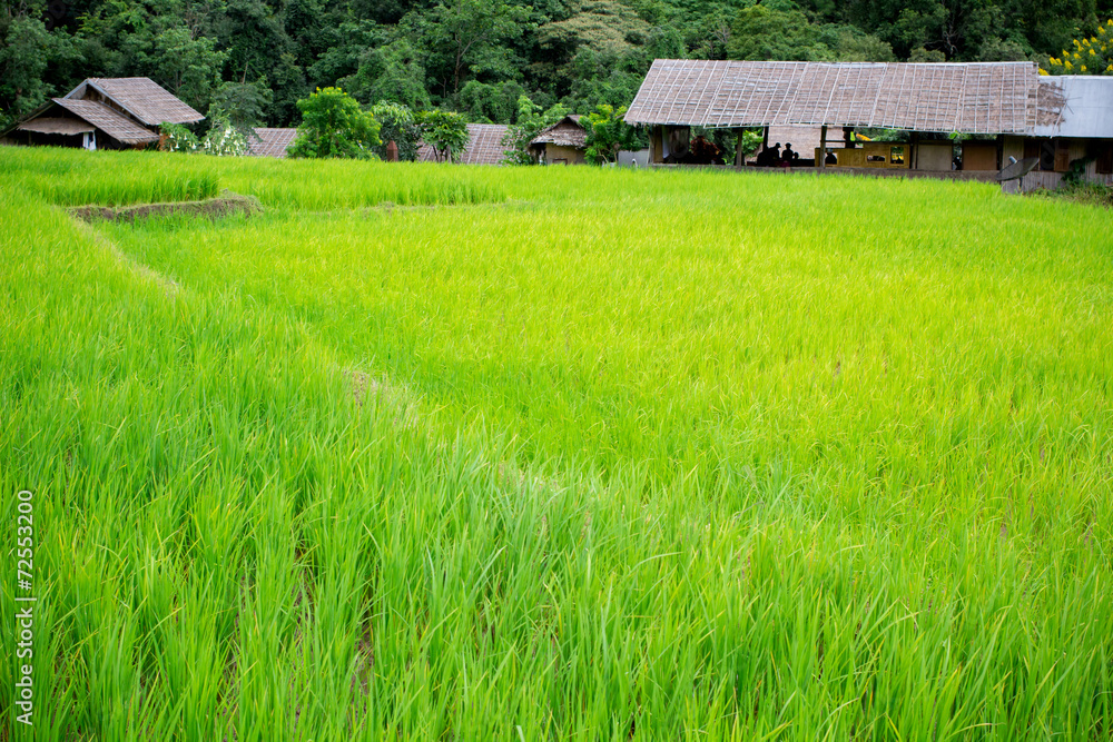 Natural Thai rice field in Chiangmai, Thailand